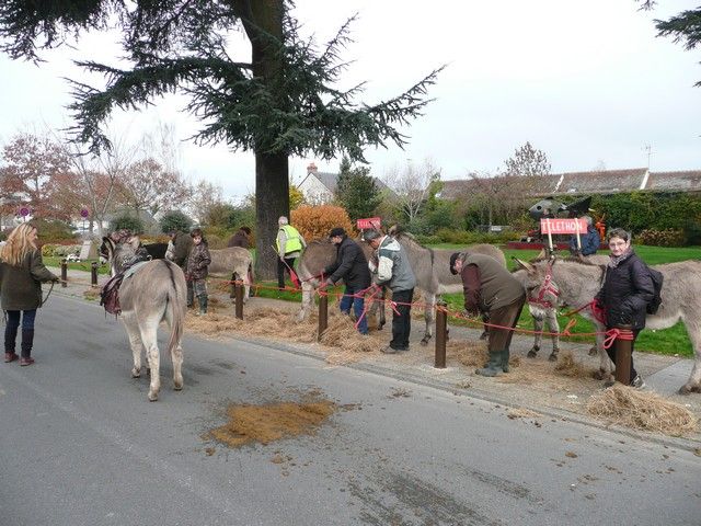 Telethon 2013 (49).jpg